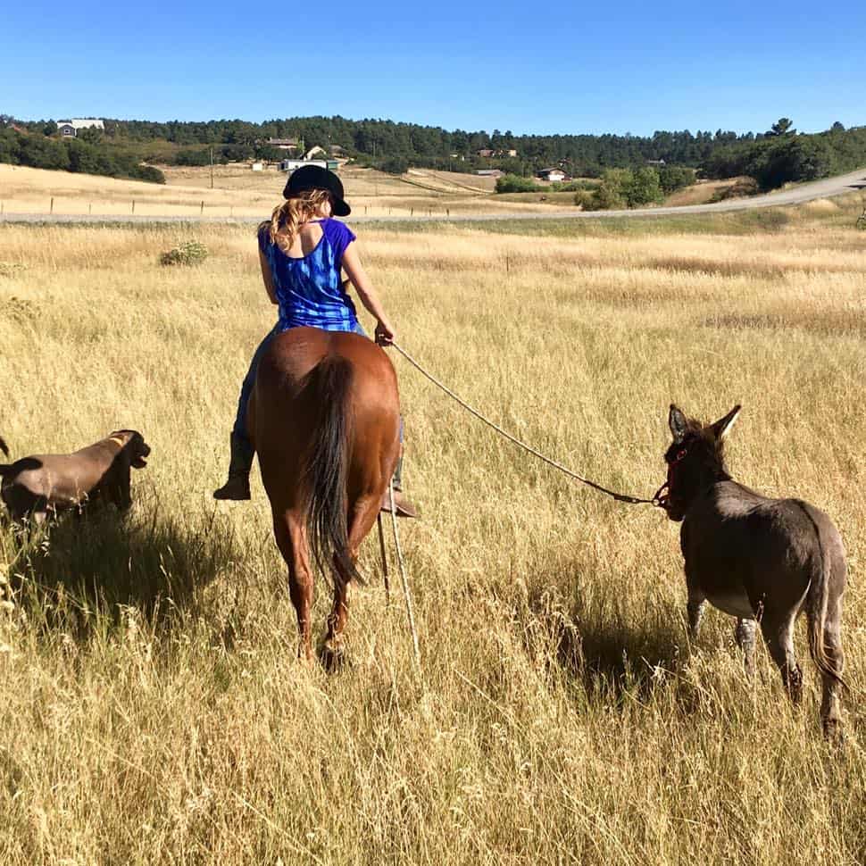 KR Training Equine Matchmaker Colorado's Equine Matchmaker