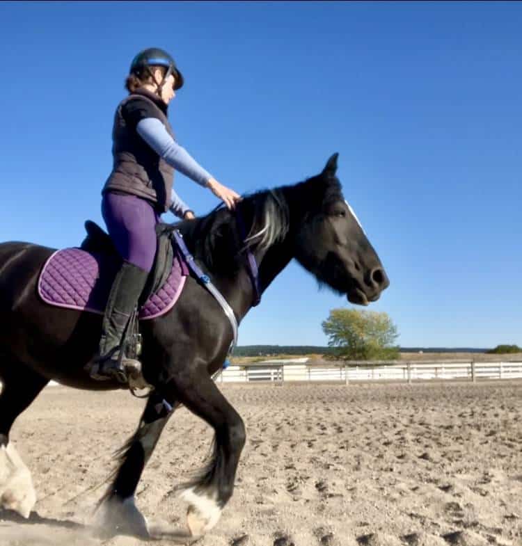KR Training Equine Matchmaker Colorado's Equine Matchmaker