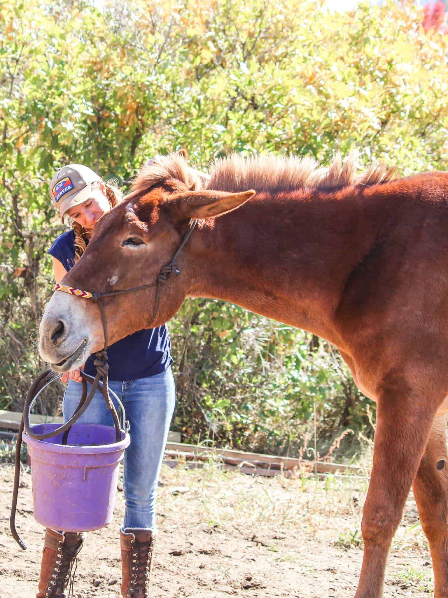 KR Training Equine Matchmaker Colorado's Equine Matchmaker