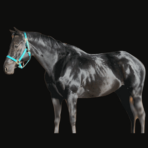 Successful-Match-krtraining-equine 