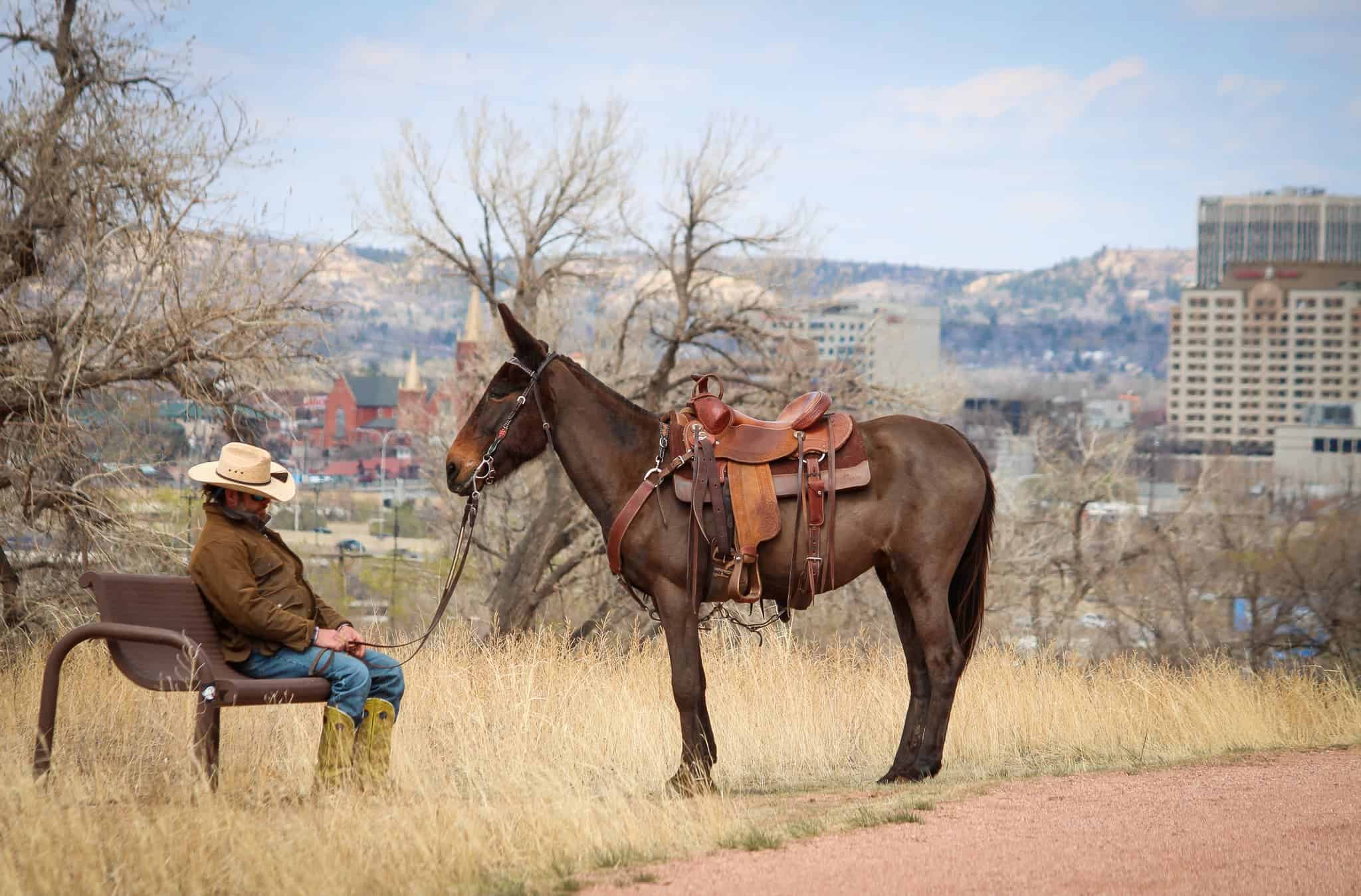 KR Training Equine Matchmaker Colorado's Equine Matchmaker