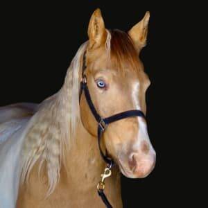 KR-Training-equine-matchmaking-horses-for-sale-colorado 