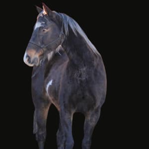 KR-Training-equine-matchmaking-horses-for-sale-colorado 