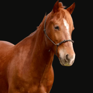 KR-Training-equine-matchmaking-horses-for-sale-colorado