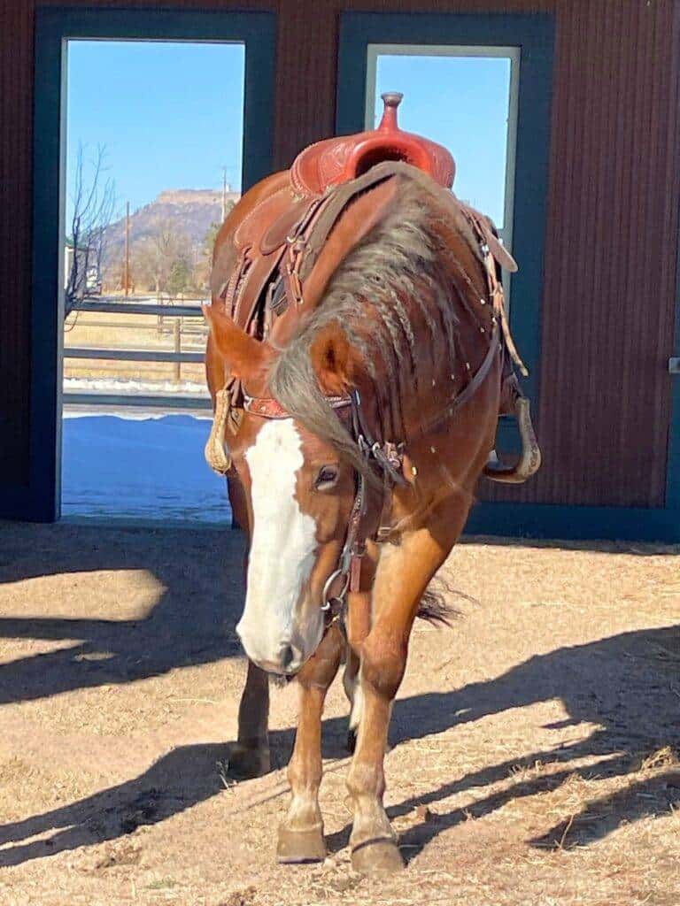 KR-Training-equine-matchmaking-horses-for-sale-colorado