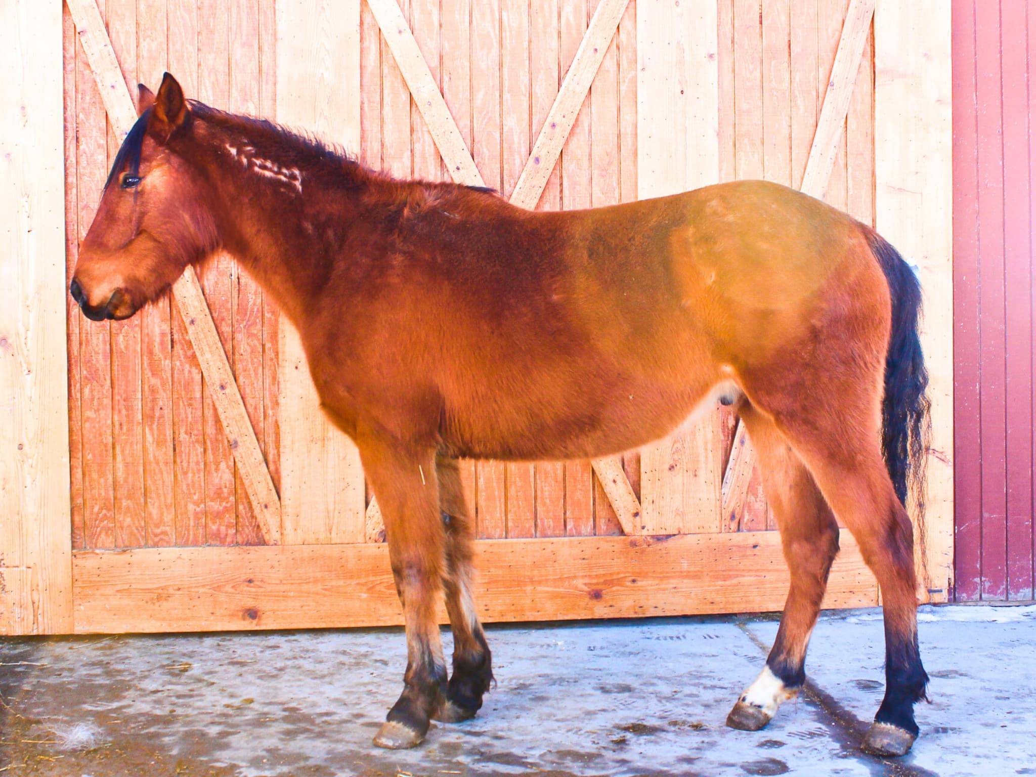 KR-Training-equine-matchmaking-horses-for-sale-colorado