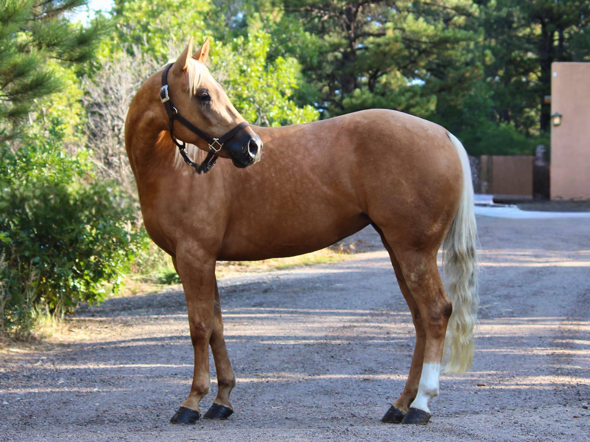 KR-Training-equine-matchmaking-horses-for-sale-colorado