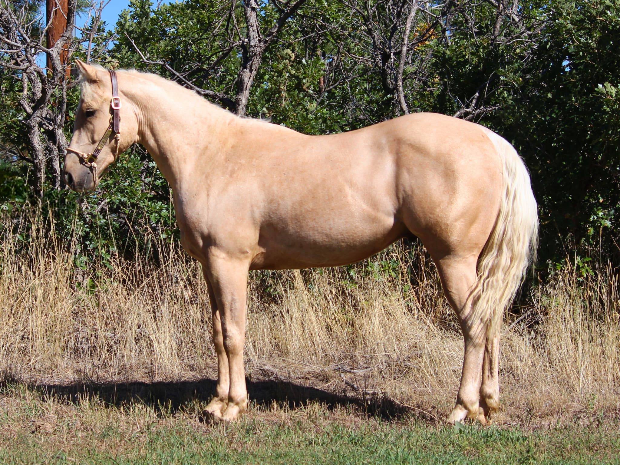 KR-Training-equine-matchmaking-horses-for-sale-colorado