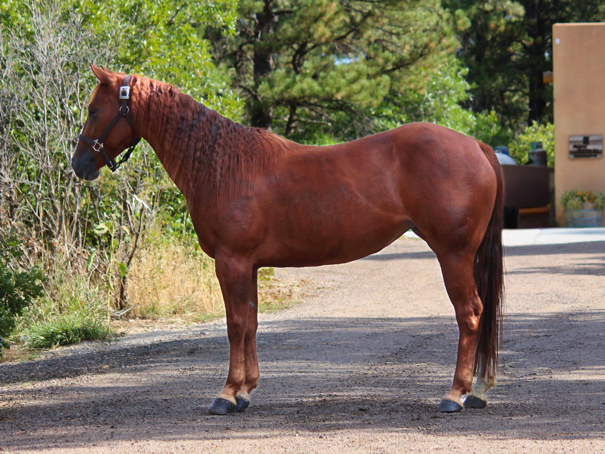 KR-Training-equine-matchmaking-horses-for-sale-colorado