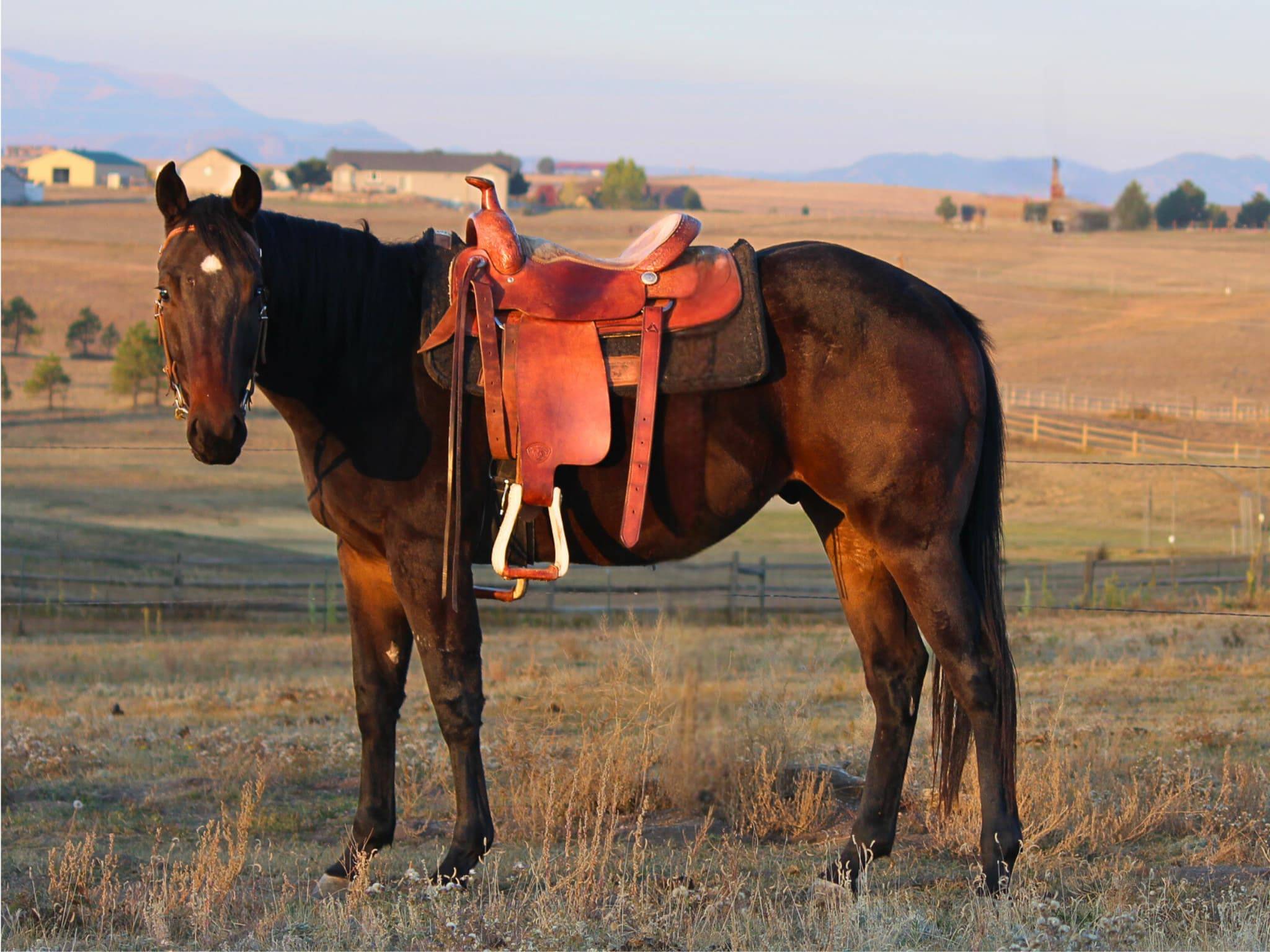 KR-Training-equine-matchmaking-horses-for-sale-colorado