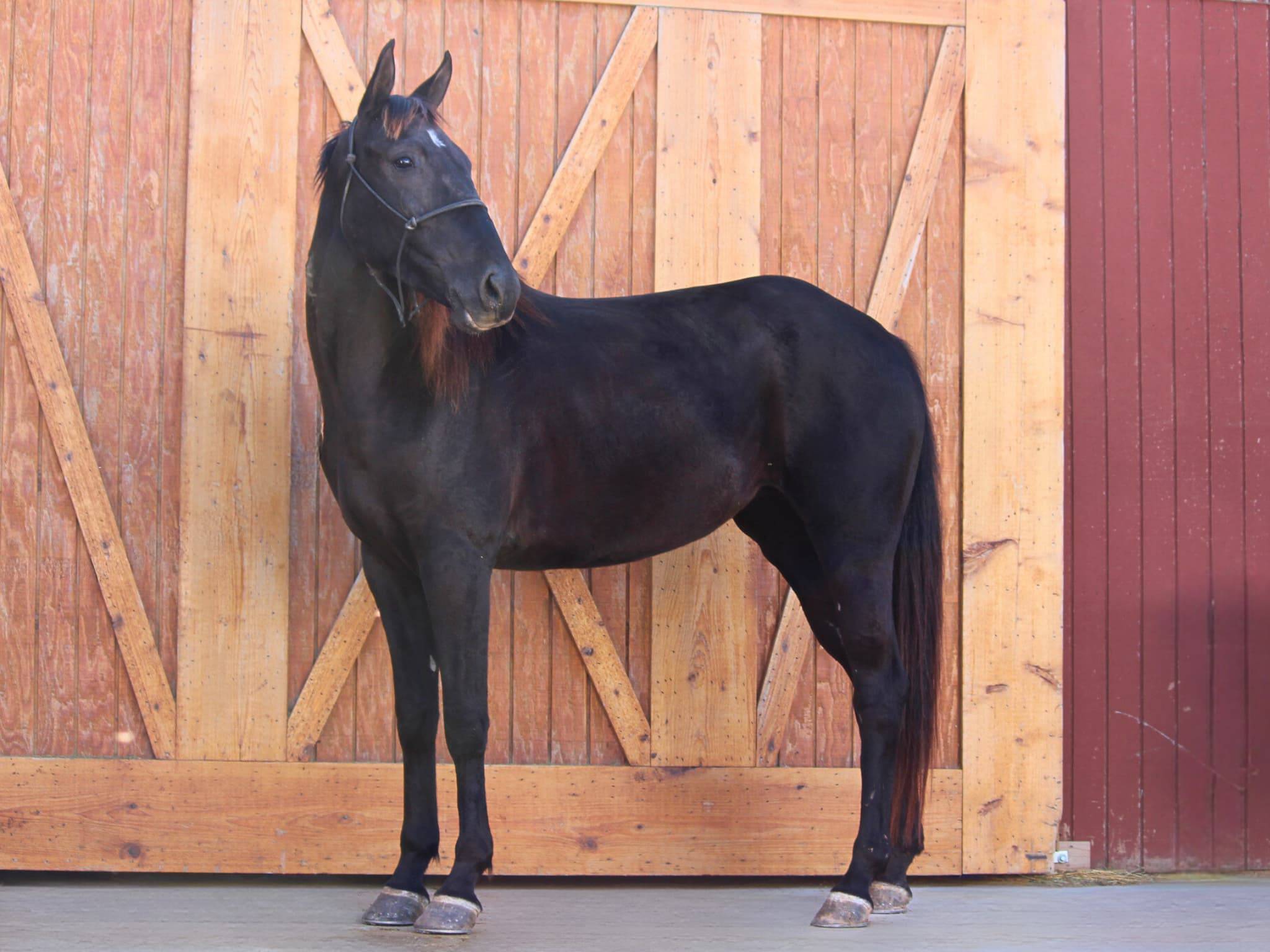 KR-Training-equine-matchmaking-horses-for-sale-colorado