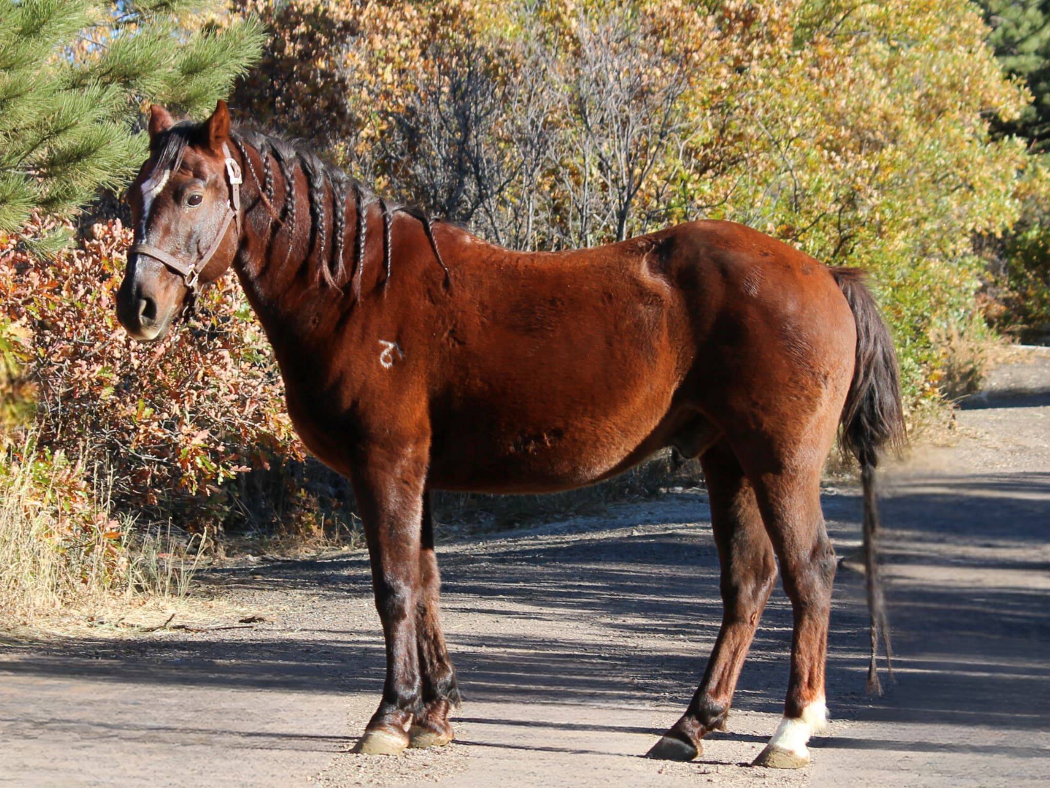 KR-Training-equine-matchmaking-horses-for-sale-colorado