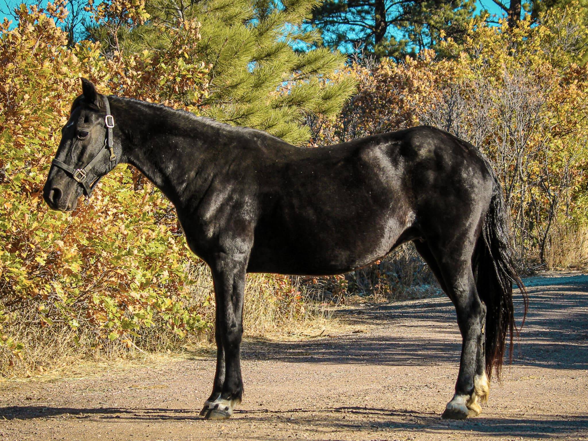 KR-Training-equine-matchmaking-horses-for-sale-colorado