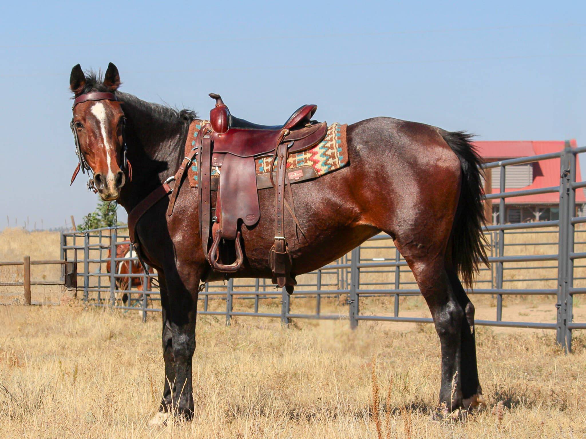 KR-Training-equine-matchmaking-horses-for-sale-colorado