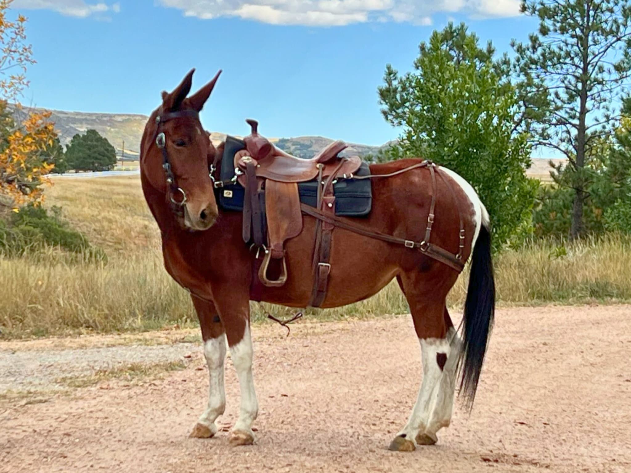 KR-Training-equine-matchmaking-horses-for-sale-colorado