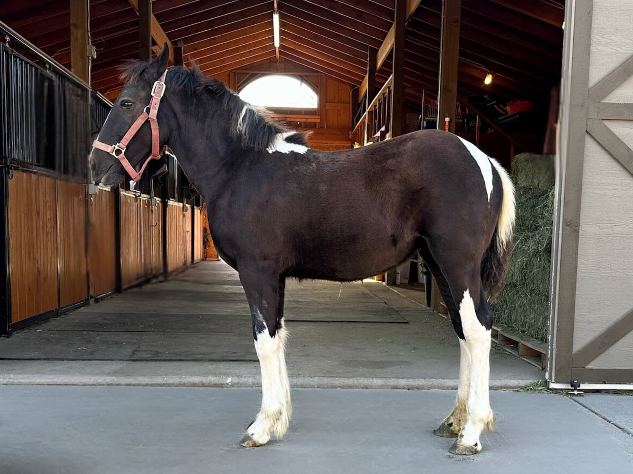 KR-Training-equine-matchmaking-horses-for-sale-colorado