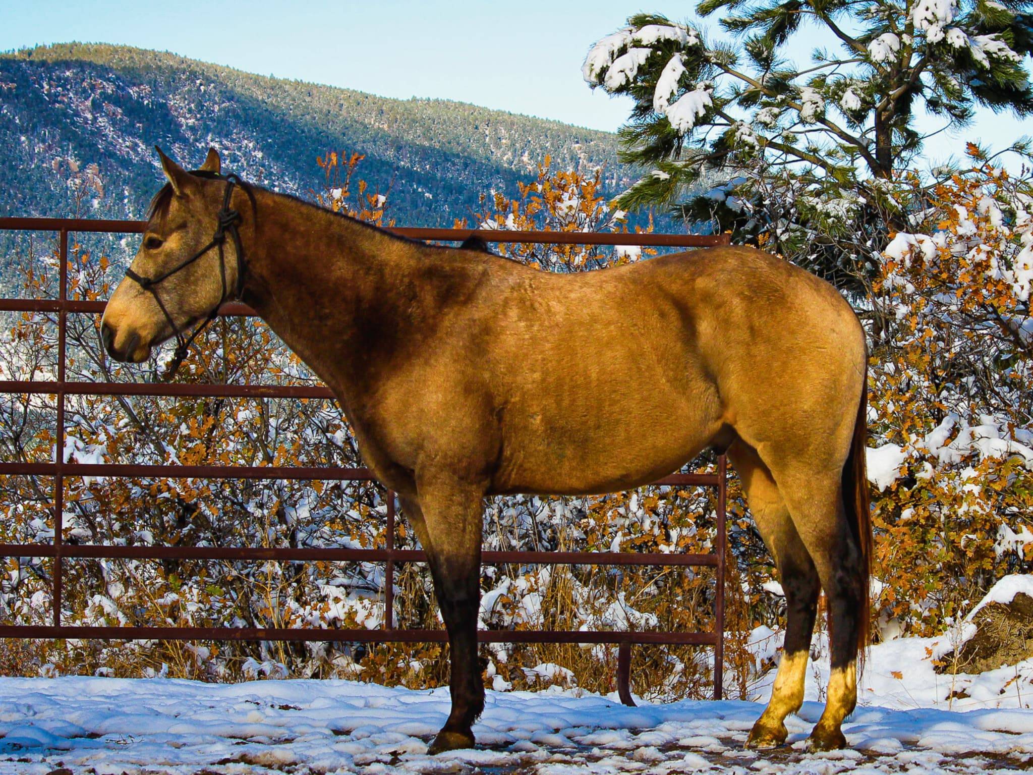 KR-Training-equine-matchmaking-horses-for-sale-colorado