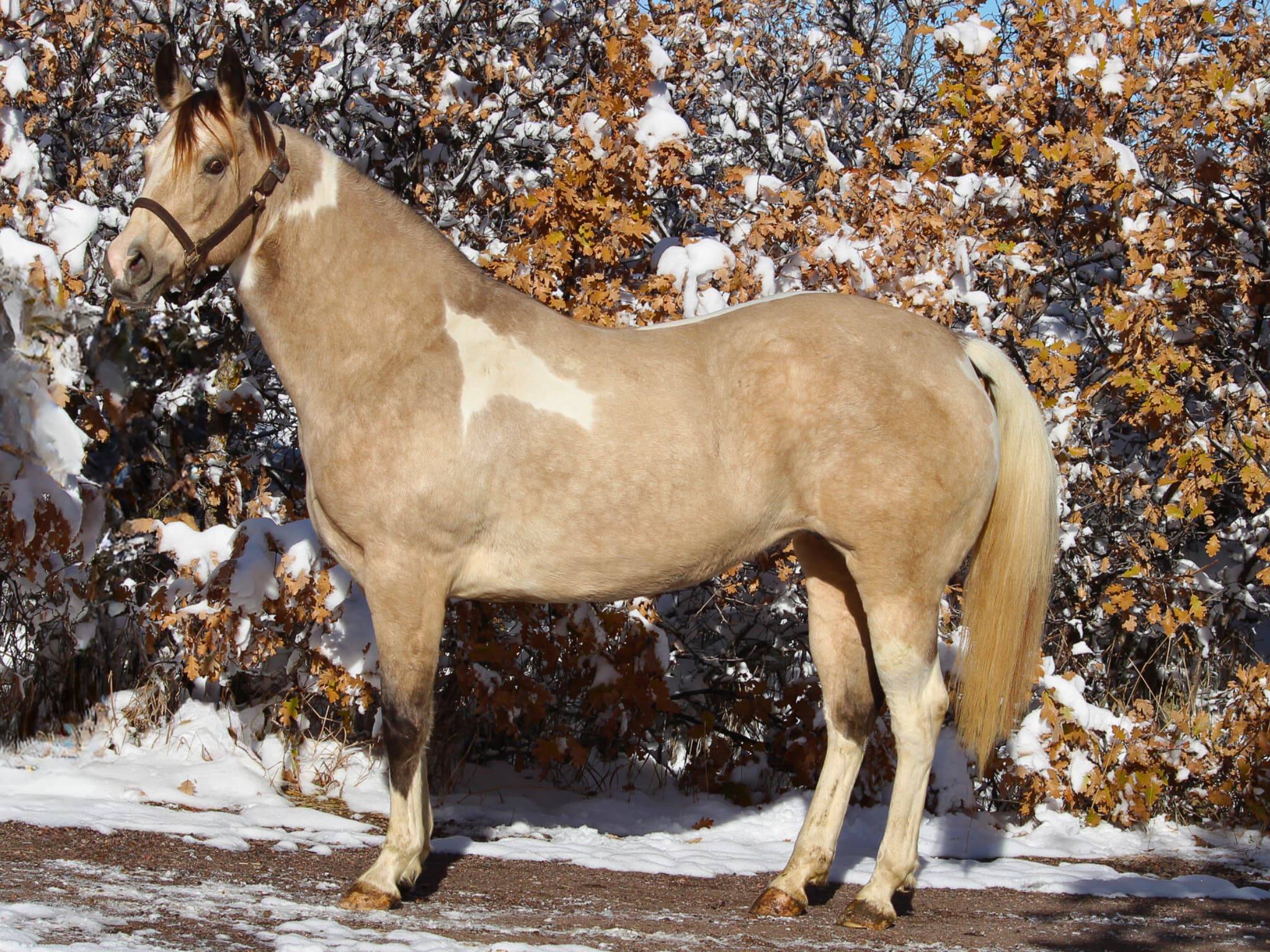 KR-Training-equine-matchmaking-horses-for-sale-colorado