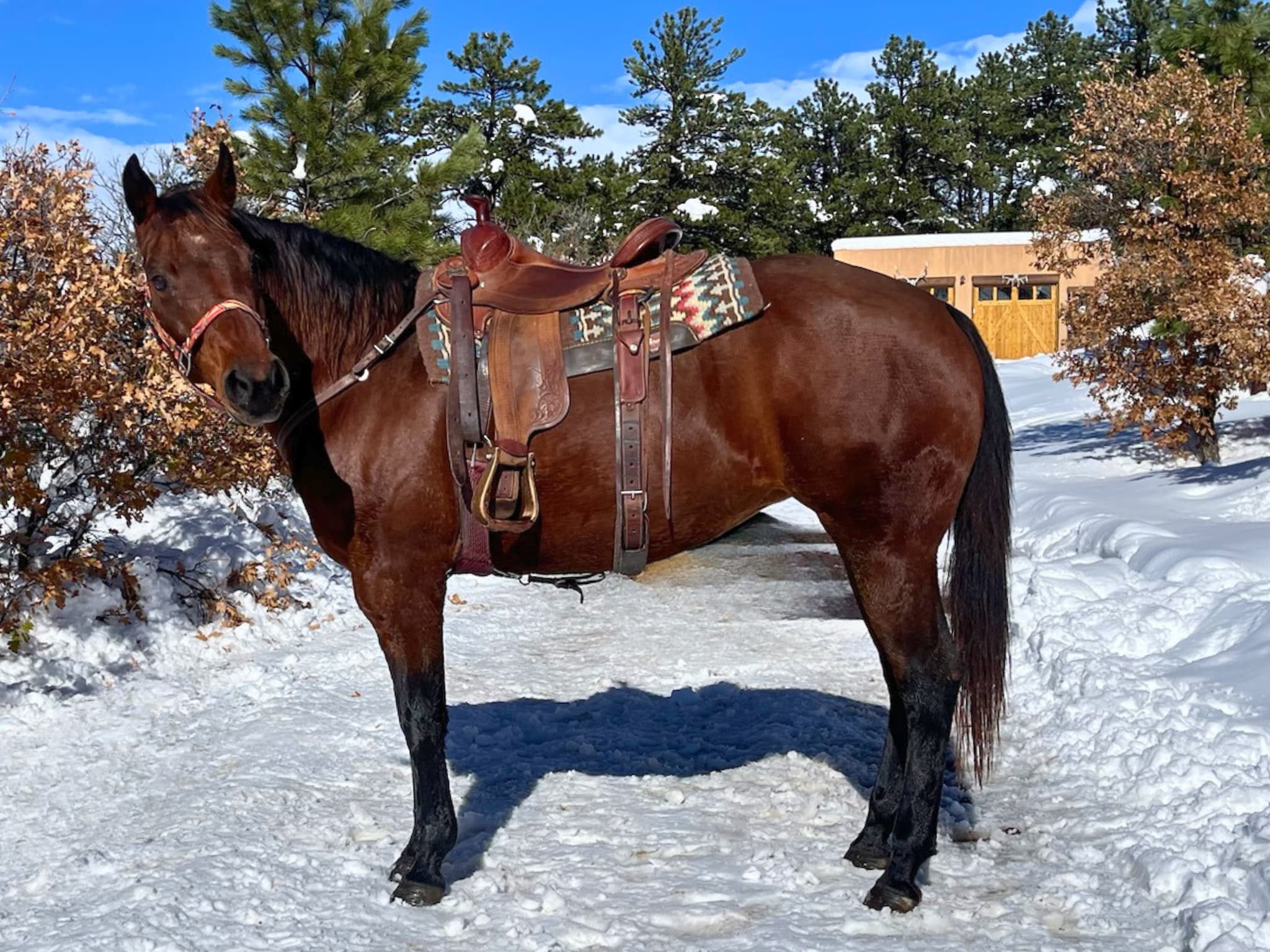 KR-Training-equine-matchmaking-horses-for-sale-colorado