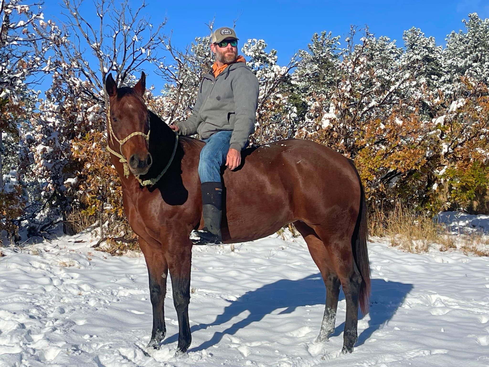 KR-Training-equine-matchmaking-horses-for-sale-colorado