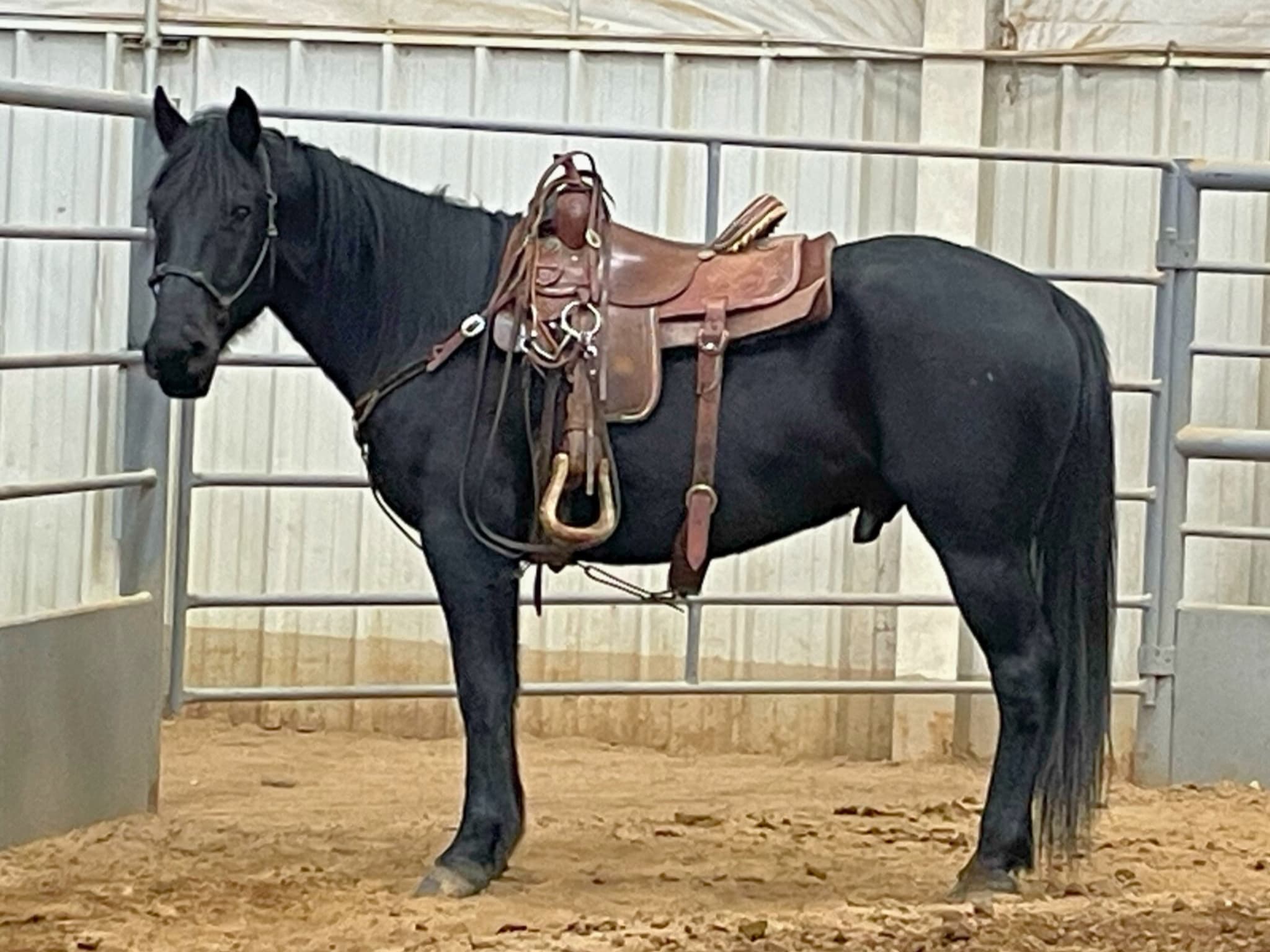 KR-Training-equine-matchmaking-horses-for-sale-colorado