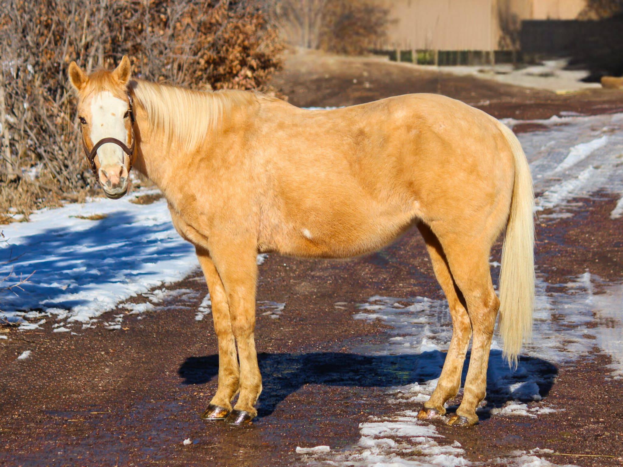 KR-Training-equine-matchmaking-horses-for-sale-colorado