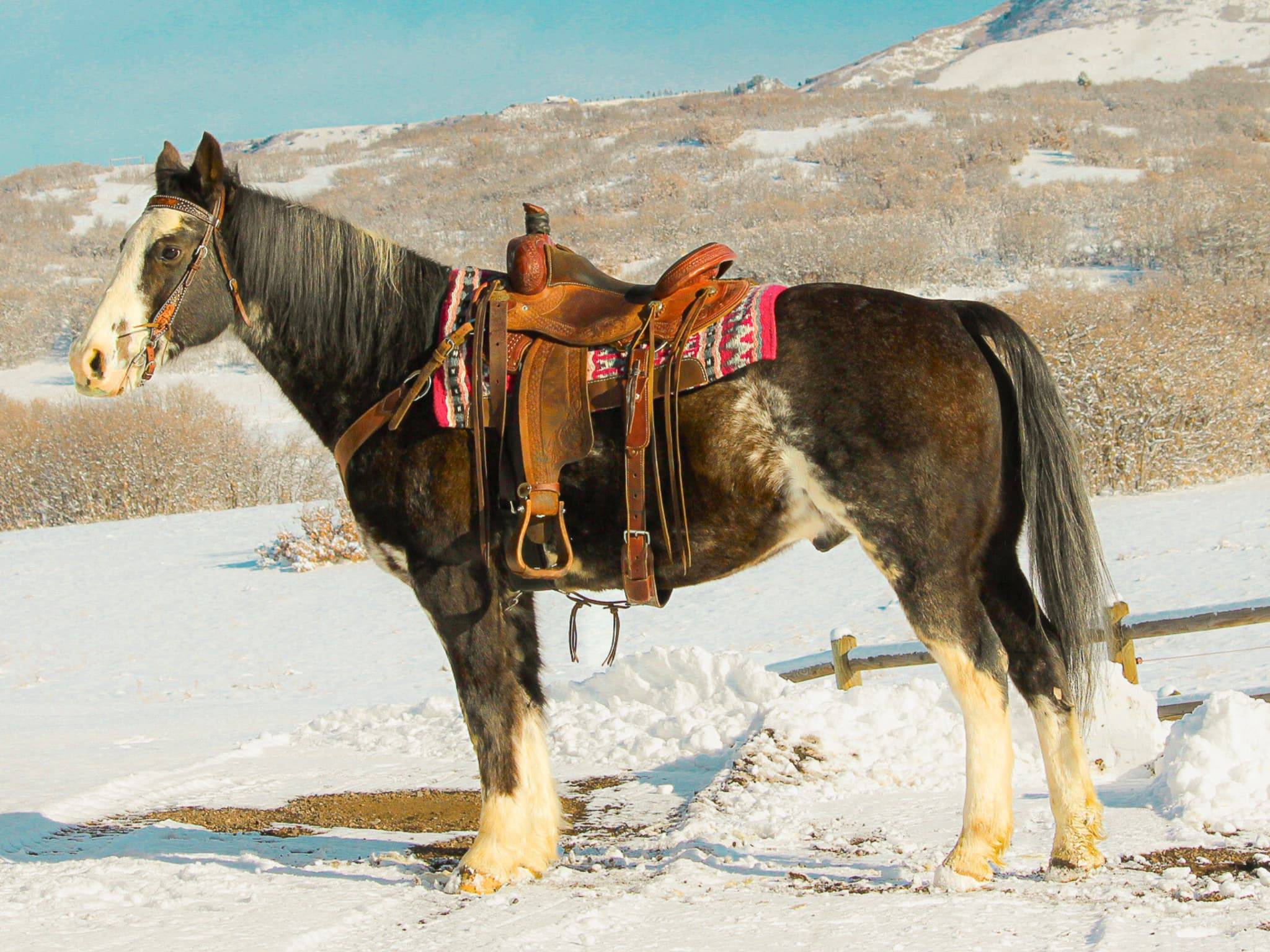 KR-Training-equine-matchmaking-horses-for-sale-colorado