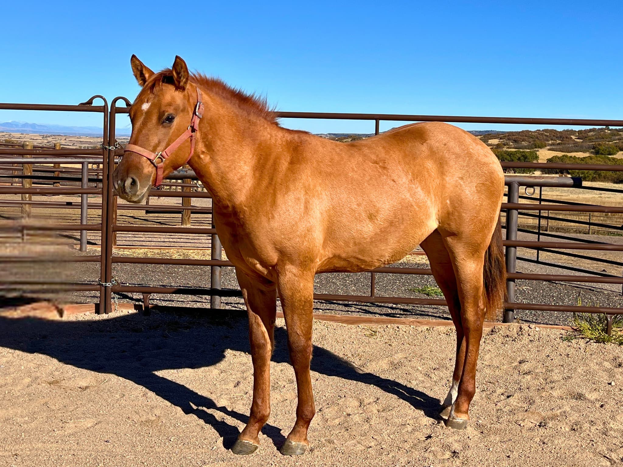 KR-Training-equine-matchmaking-horses-for-sale-colorado