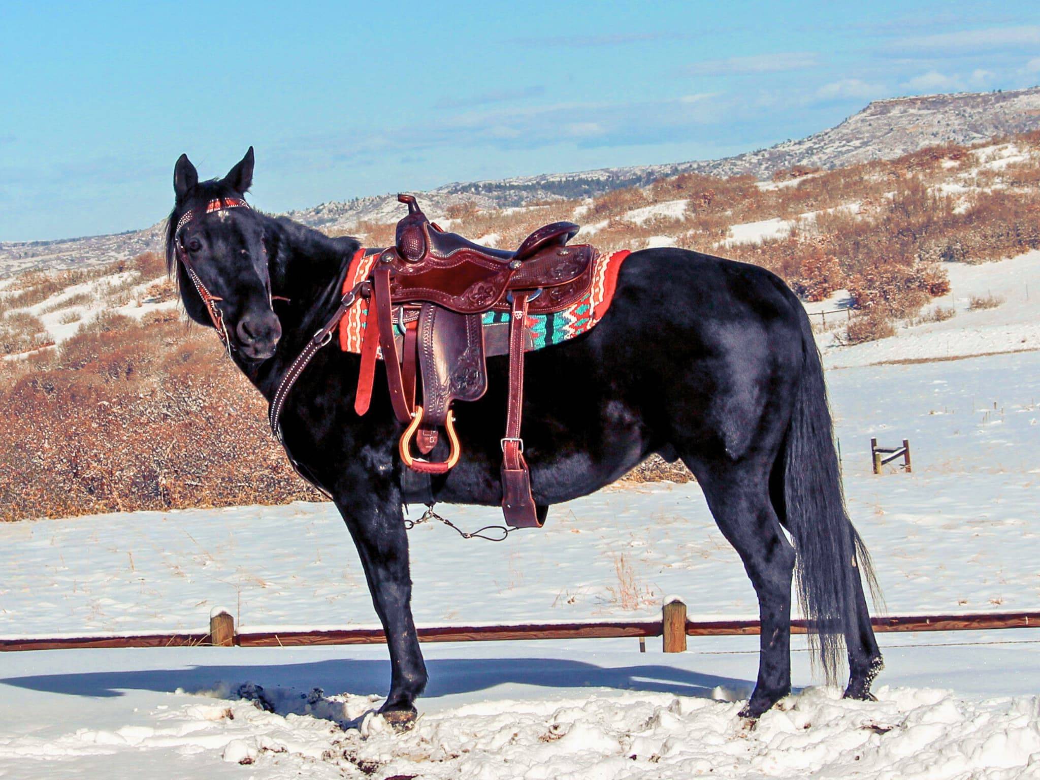 KR-Training-equine-matchmaking-horses-for-sale-colorado