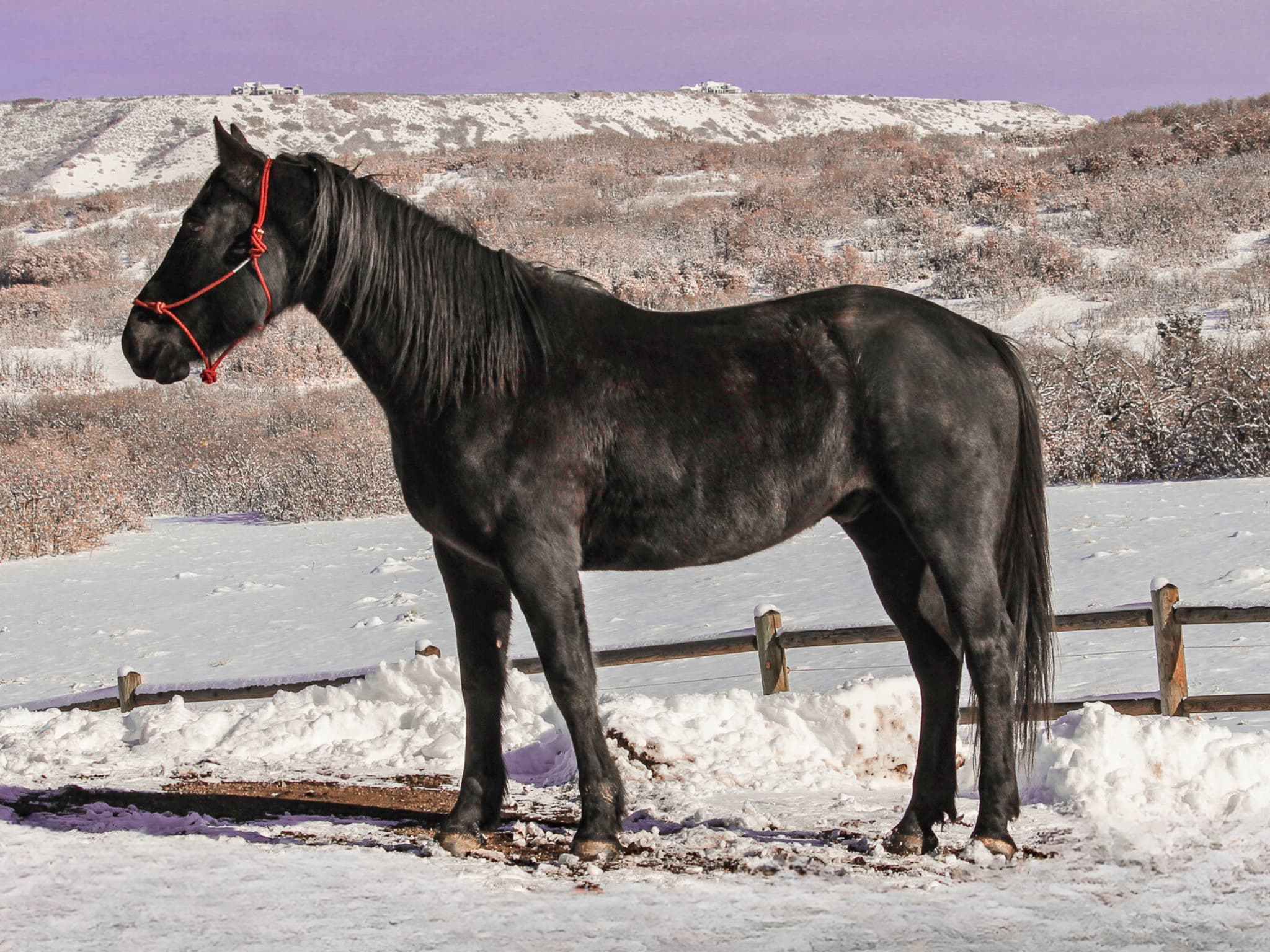 KR-Training-equine-matchmaking-horses-for-sale-colorado