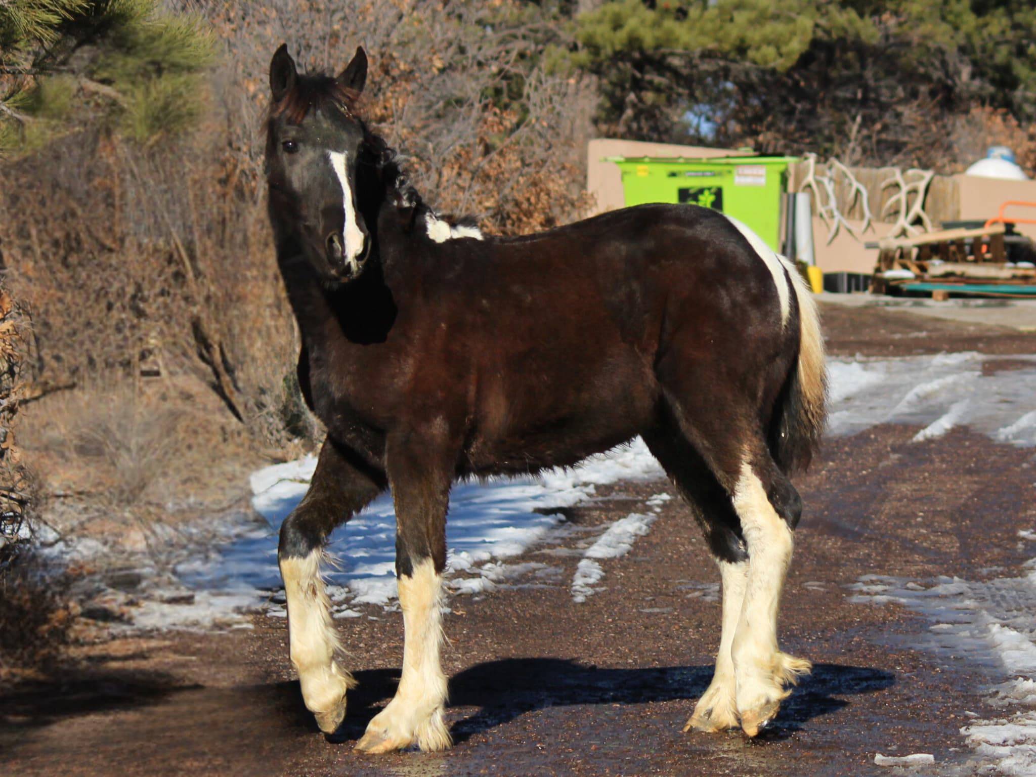 KR-Training-equine-matchmaking-horses-for-sale-colorado