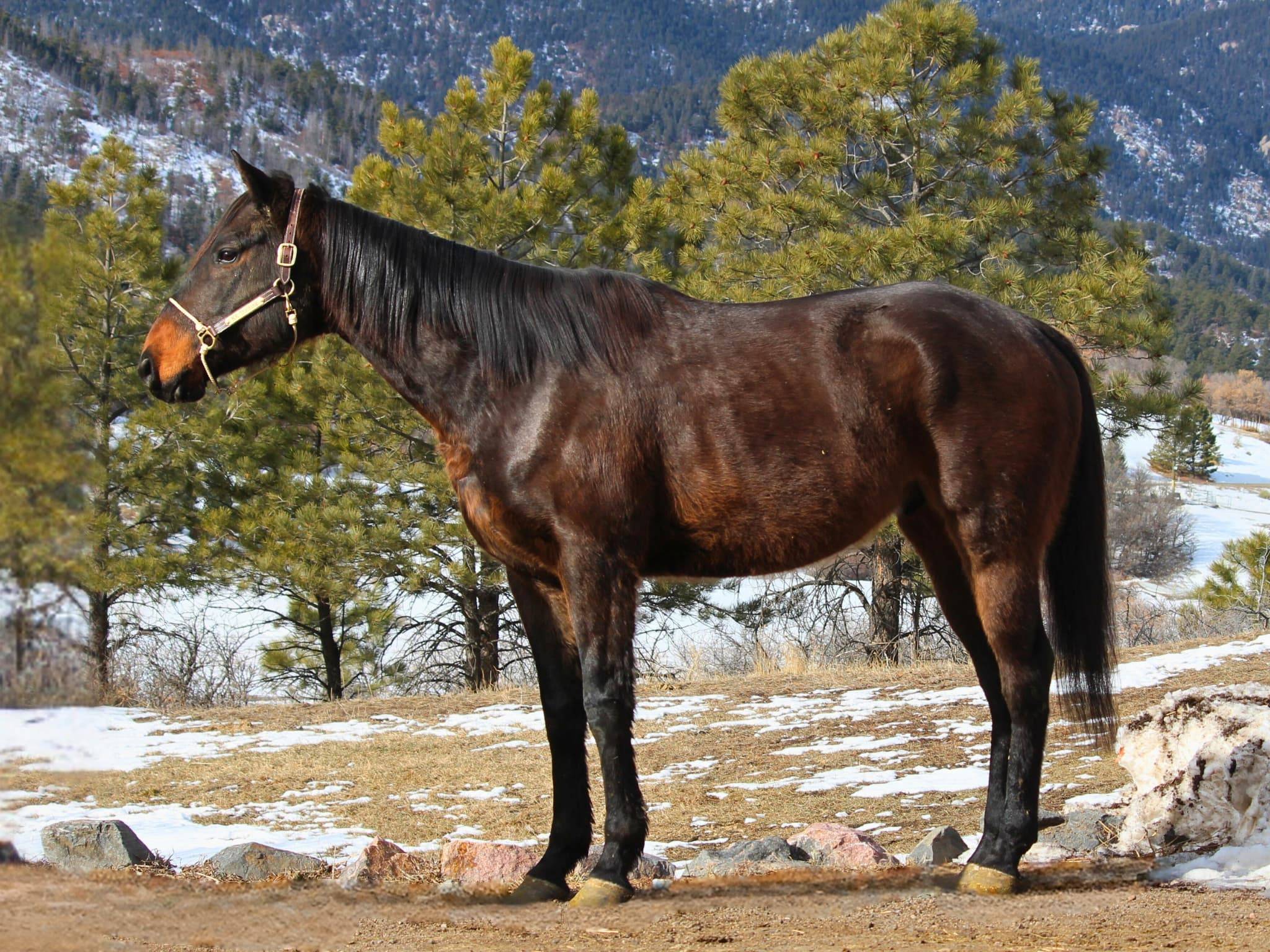 KR-Training-equine-matchmaking-horses-for-sale-colorado