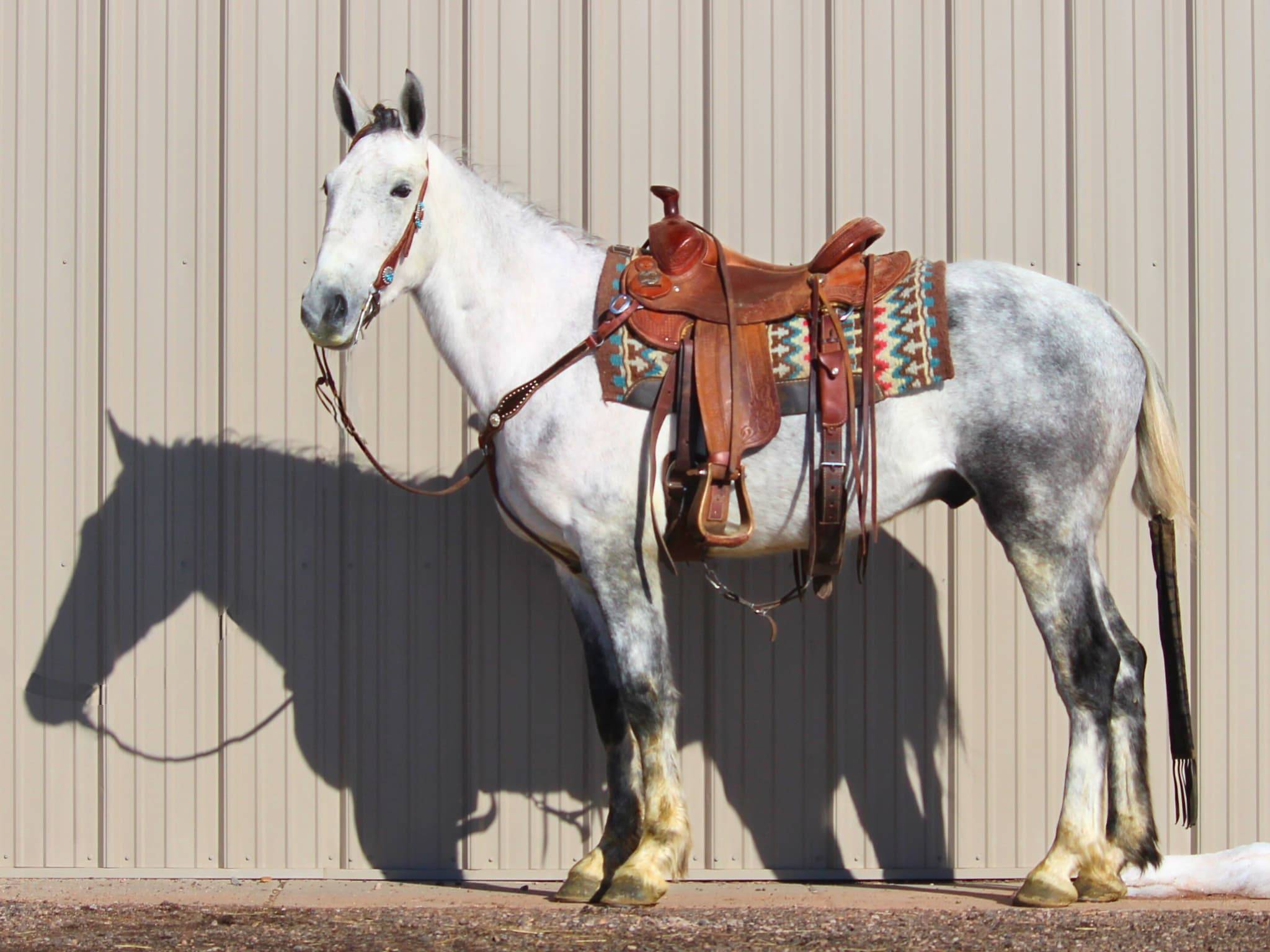 KR-Training-equine-matchmaking-horses-for-sale-colorado