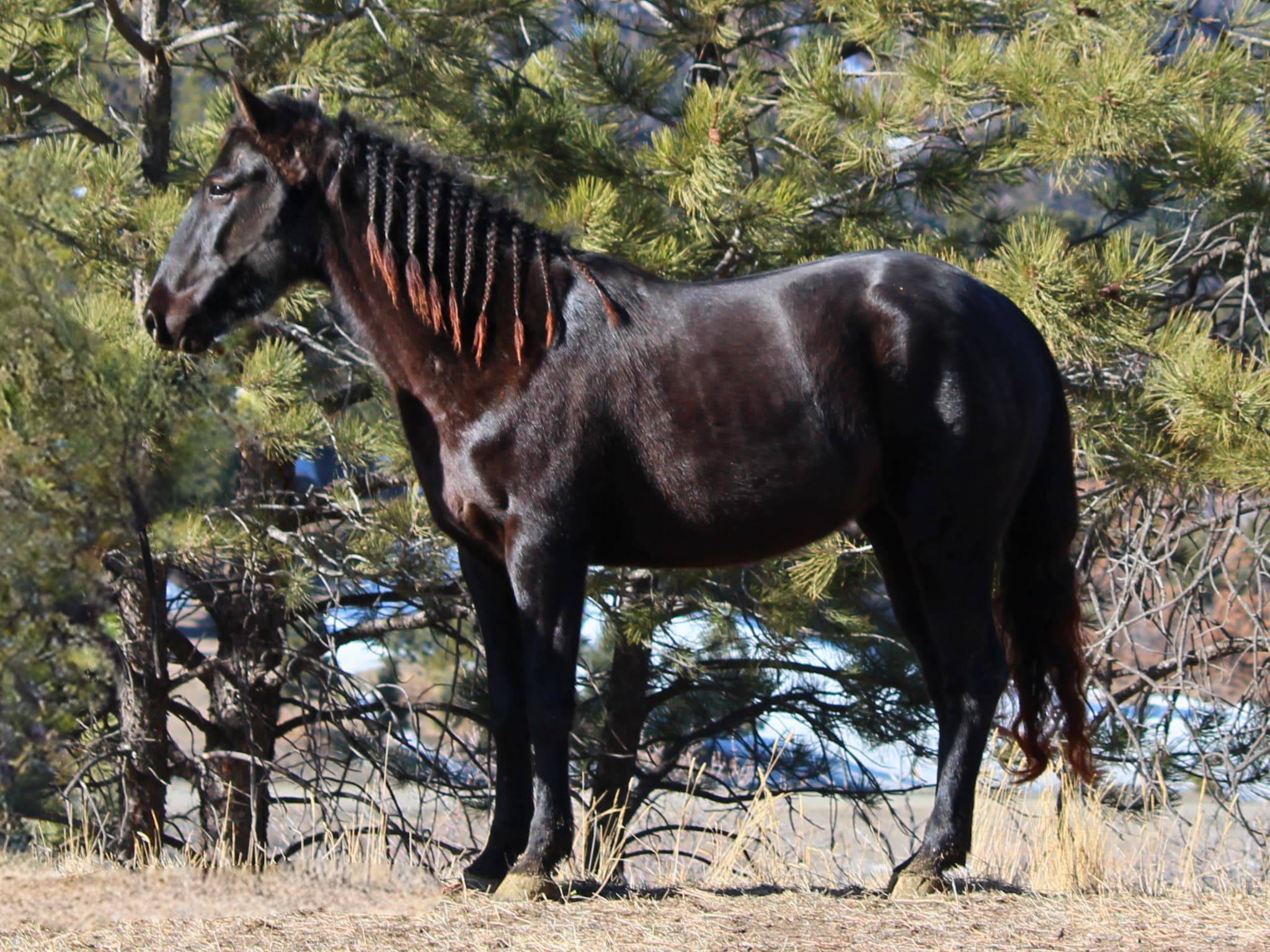 KR-Training-equine-matchmaking-horses-for-sale-colorado