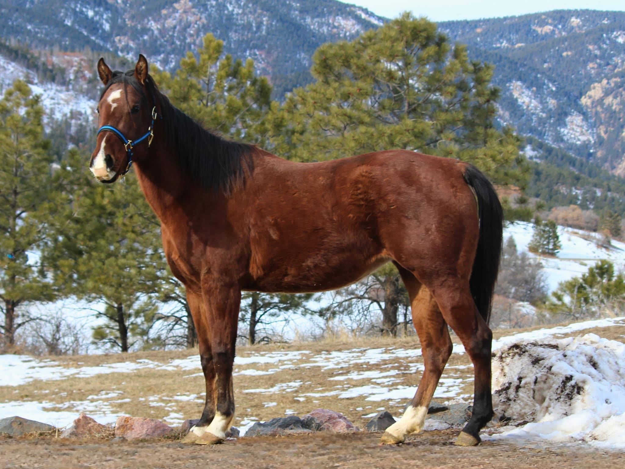 KR-Training-equine-matchmaking-horses-for-sale-colorado