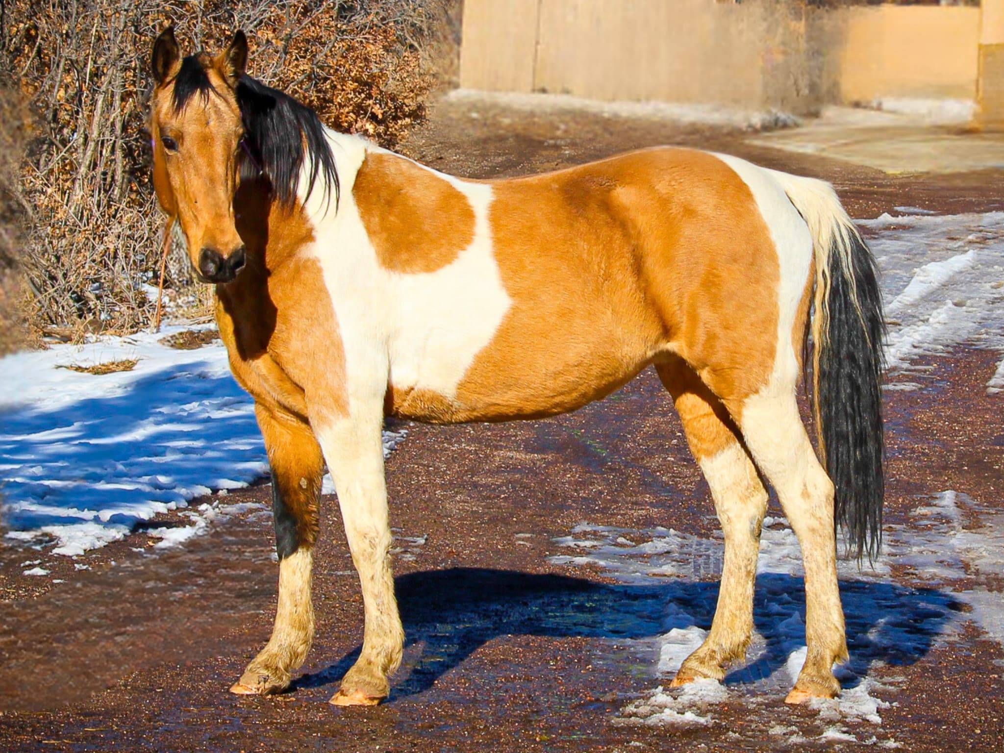 KR-Training-equine-matchmaking-horses-for-sale-colorado